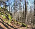 Bild: Kilian Müller, Bayerische Staatsforsten
Naturwald "Drei Felsen" bei Tännesberg.