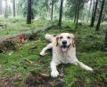 Bild: privat
Die vierjährige Golden-Retriever-Hündin Bella aus Ensdorf (Landkreis Amberg-Sulzbach) wurde offenbar mit einem Köder, der mit Pflanzendüngemittel versetzt war, im eigenen Garten vergiftet.