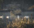 Bild: Nina Schütz
Die Amberger Fotografin liebt Lost Places - und die Natur, wie hier im Vilstal (Landkreis Amberg-Sulzbach). „Mein Lieblingsort, wenn ich Ruhe und Entspannung brauche. Ein Ort der nur den Tieren gehört. Hier gibt es Schwäne, Wildenten, Rostgänse, Reiher und viele mehr …“ Dabei drückt sie immer genau zum richtigen Zeitpunkt auf den Auslöser