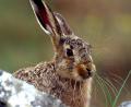 Bild: Heinz Tuschl /exb
An Ostern rückt der Feldhase als Eier-Lieferant in den Fokus. Der Bund Naturschutz verweist auf seinen schweren Stand in Zeiten intensiver Landwirtschaft.
