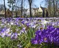 Bild: Petra Hartl
Endlich Frühling in Weiden. Das zeigt auch das Krokus-Blütenmeer.