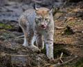 Archivbild: Florian Miedl
Der Luchs ist zurück in der Region – hier eine Aufnahme aus dem Wildpark Mehlmeisel. Auch im Steinwald fühlt sich Europas größte Katze wohl.