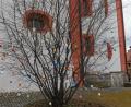 Bild: gz
Die Kinder verzierten einen Busch vor der Pfarrkirche mit zahlreichen bunten Eiern.
