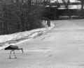 Bild: gz
Der Storch findet auf den Eslarner Straßen so manchen kleinen Happen.