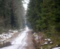 Bild: Gabi Schönberger
Wald bleibt Wald im Weidener Westen. Nach dem Scheitern von West IV sucht die Stadt nach Alternativen. Auch das Aktionsbündnis Walderhalt soll sich dabei engagieren.