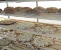 Archivbild: Kultur- und Militärmuseum Grafenwöhr
Selbst gebackenes Holzofenbrot und Zwiebelkuchen gibt es noch heute beim Backofenfest des Heimatvereins in Grafenwöhr. Schon vor Jahrhunderten legten die Frauen selbst Hand an – ansonsten gab es keines.
