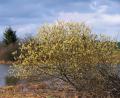 Bild: sds
Weidenkätzchen bei Oberteich.