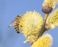 Bild: Johannes Selmansberger/exb
Baum, Honigbiene (Apis mellifera), Insekten, Palmkätzchen, Salweide