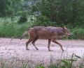 Archivbild: BlmA - Bundesforst
Dieses Foto eines Wolfs auf dem Truppenübungsplatz Hohenfels gelang am 8. Juni 2020. Es dürfte das Individuum mit der Code-Nummer GW1416m, das im Januar plötzlich im Veldensteiner Forst aufgetaucht ist.