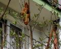 Bild: Foto: -/Krakowskie Towarzystwo Opieki nad Zwierzętami/dpa
„Kommt und nehmt es hier weg“: Ein französisches Gebäck hat in Polen ein Mehrfamilienhaus in Angst und Schrecken versetzt.