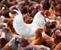 Symbolbild: Felix Kästle/dpa
In Nittenau sind im vergangen Monat Fälle der Vogelgrippe aufgetreten. Das Landratsamt hat ein Beobachtungs- und ein Sperrgebiet eigerichtet. Für kleine Geflügelhalter ist der Verkauf von Eiern, die nur mit einer Ausnahmegenehmigung, die Geld kostet, nicht mehr rentabel.