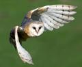 Bild: Hans Clausen/exb 
In Zusammenarbeit mit dem Bayerischen Bauernverband möchte der Landesbund für Vogelschutz an geeigneten Stellen Nistkästen für die Schleiereule aufstellen.