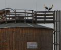 Bild: dob
Ein Storchenpaar hat am Sonntag den neuen Horst auf dem Salz-Silo-Turm auf dem städtischen Bauhofareal besichtigt. Ob sie bleiben werden, wird sich in den nächsten Tagen zeigen.