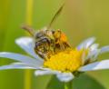 Symbolbild: Patrick Pleul/dpa
Eine Wildbiene sucht auf einer Blüte einer Magerwiesen-Margerite nach Nektar. Angelika Sullivan vom Bienenzuchtverein Kemnath und Umgebung gibt Tipps, wie man den Bienen im eigenen Garten helfen kann