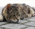Bild: Petra Hartl
Der Bestand verwilderter Katzen soll weiter kontrolliert werden. Für Kastrationen stellt der Landkreis 20000 Euro zur Verfügung.