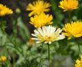 Bild: Umweltstation Abtei Waldsassen
Die Ringelblume kommt verwildert in ganz Europa vor.