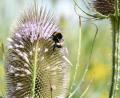 Archivbild: Petra Hartl
Die FDP will im Landtag das mit dem Volksbegehren "Rettet die Bienen!" verfügte Walzverbot für landwirtschaftlich genutzte Wiesen ab dem 15. März jedes Jahres kippen.