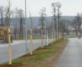 Bild: fsb
An der Westseite der Richard-Hülsmann-Allee stehen nun 13 neue Säulenulmen.