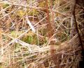 Bild: Wolfgang Winter/exb
Das "Suchbild" von der brütenden Waldschnepfe ist am Rand der Mooslohe geglückt. Es zeigt deutlich, wie gut das Tier getarnt ist.
