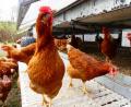 Bild: ils
Geflügel muss im Landkreis Schwandorf weiter im Stall bleiben.