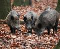 Symbolbild: Oliver Berg/dpa
Aufgrund der Lebens- und Ernährungsgewohnheiten von Wildschweinen ist ihr Fleisch teilweise noch immer radioaktiv belastet.