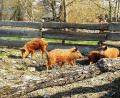 Bild: awo
Die Wollschweine fühlen sich im Geschichtspark "sauwohl".