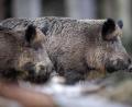 Archivbild: Lino Mirgeler/dpa
Zwei Wildschweine stehen auf einem Plateau im Wald und beobachten die Umgebung. 35 Jahre nach der Reaktor-Katastrophe im ukrainischen Tschernobyl sind Wildschweine in einigen Regionen Bayerns noch immer radioaktiv belastet.