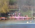 Bild: rn
Sonne, Wasser und Flamingos vereinen sich am Rußweiher zu einer stimmungsvollen Gesamtheit.