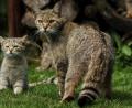Bild: Maik Elbers/BUND
Wildkatzen suchen sich ruhige Jagdreviere, am besten mit Altbaumbestand, die sie zur Aufzucht ihrer Jungen benötigen.