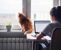 Bild: olezzo – stock.adobe.com 201198183
Eine Auszubildende arbeitet im Homeoffice – die Katze freut sich. In Zeiten von Corona ist das Arbeiten von zu Hause aus Infektionsschutzgründen grundsätzlich möglich.