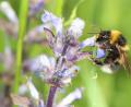 Bild: Johannes Selmansberger/eb
Diese Gartenhummel hat sich eine schöne Blüte ausgesucht. Der Bund Naturschutz hofft auf viele solcher Fotos, um einen überblick über die Arten zu gewinnen.