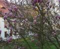Bild: kro
Eine wunderschön blühende Magnolie im Garten des Amtsgerichts.