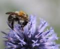 Bild: Katharina Heuberger/exb
Der Körper der Ackerhummel ist mit einem gelblich bis rotbraunen Pelz bedeckt.