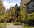 Bild: Feuerwehr Amberg/exb
Im Amberger Stadtgraben am Ziegeltor ist ein 15 Meter langer Baum umgestürzt.