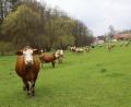 Bild: akp
Kuhherde bei Bernhof