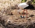 Bild: lst
In 17 Metern Höhe ein luftiges Nest: Die drei Flosser Storchenküken betteln eifrig und vehement bei ihren Eltern um Futter.