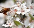 Bild: Wolfgang Kumm/dpa
Eine Honigbiene fliegt mit prallen "Höschen" voller Pollen die Blüten eines Mirabellenbaumes an. Imkervereinsvorsitzender Klaus Schmidt aus Erbendorf sorgt sich um die Bienenvölker. Durch die kalte Witterung und Temperaturschwankungen hinke die Entwicklung der Insekten hinterher.