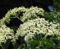 Archivbild: myd
Der Holunder (sambucus nigra) gehört zur Familie der Geißblattgewächse.