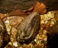 Bild: Robert Mertl/exb
Die Flussperlmuschel gehört zur Gruppe der Weichtiere und kann ein Alter von über 100 Jahren erreichen.