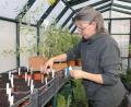 Bild: ads
Wenn der Kräutergarten langsam aus seinem Winterschlaf erwacht, ist Gärtnermeisterin Tanja Götz schon im warmen Gewächshaus aktiv und zieht Pflanzen vor, die die ganze Kräutergartensaison das botaniche Kleinod bereichern. Vorrang hat heuer Paprika, Peperoni und Chili, von denen sie Samen von rund 30 exotische Sorten dieser Tage gesteckt hat.