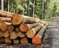 Bild: upl
Rundholz frei Waldstraße - das ist die Recheneinheit der Waldbesitzer. Hier liegt es auf neben einem Forstweg im Hirschwald zum Abtransport bereit.