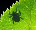 Symbolbild: Patrick Pleul/dpa
Im Gegenlicht ist der Schatten einer Zecke auf einem Blatt zu sehen.