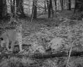 Bild: Bayerische Staatsforsten
Der Luchs von der Silberhütte