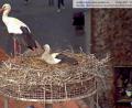 Bild: Webcam Stadt Weiden
Ein Storch wacht, der andere brütet was aus: Das ist aktuell die Lage im Horst auf dem Alten Schulhaus.