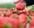 Bild: Uli Deck/dpa
Auf einem Erdbeerhof werden frisch geerntete Erdbeeren gezeigt.