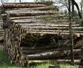 Symbolbild: Petra Hartl
Die Holzernte im Auerbacher Bürgerwald fällt 2021 sehr stark aus.