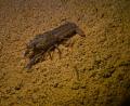 Bild: Manuel Lukas/exb 
Immer wieder stoßen Taucher im Murner See auf Exemplare des Marmorkrebses. Durch seine sehr kleinen Scheren und die Musterung seines Panzers ist er leicht zu identifizieren.
