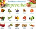 Grafik: gld
Der Saisonkalender für den Monat September.