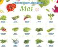 Grafik: Lukas Meister
Saisonkalender für den Mai.