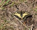 Archivbild: bsc
"Fliegender Edelstein“ wird der Schwalbenschwanz oft genannt. Der Schmetterling ist einer der farbenprächtigsten und größten Falter in der Oberpfalz.